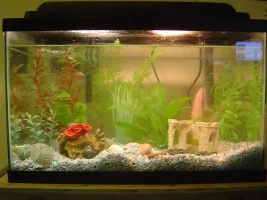 MY CuTie-uGLy TanK