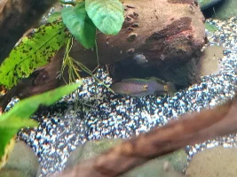 Peacock gudgeon photos