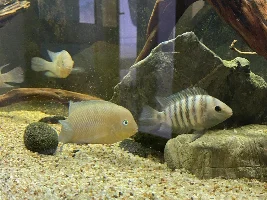 Blue eye breeding