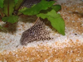 Post Your Pics Of L134 Leopard Frog Pleco