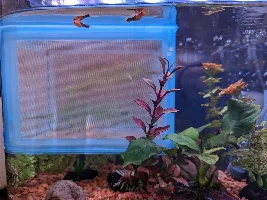 Can these babies still grow?