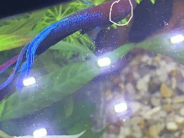 Advice needed on Betta fish, new white mark on his head