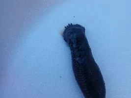 Sick sword tails. Please help