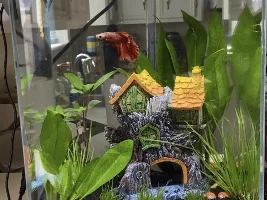New tank decor ideas?