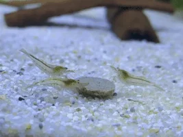 Help me identify the type of shrimp