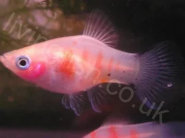 Post Your Bes Livebearer Pics Here!:p:p