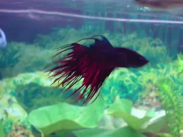 Bettas