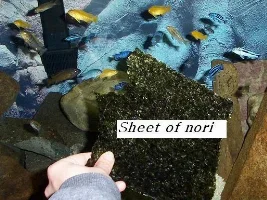 How to feed seaweed to your fish