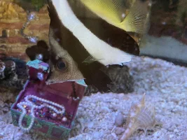Fish turning black /blind