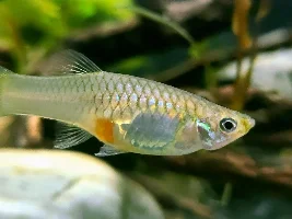 My Livebearers