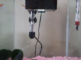 hello, keeping a betta.