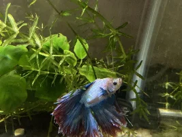 Show me your aqua babies (betta photos)!