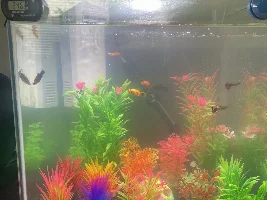Foggy water