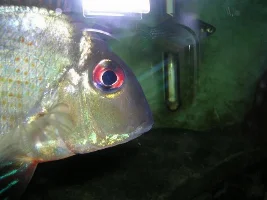My Cool Fish