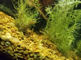 Tore my tank down to redecorate and...