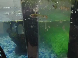 Sucken stomach baby guppy