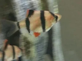 Tiger Barb "pregnant" Or Is Something Wrong