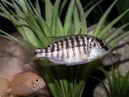 My Fish Journal.