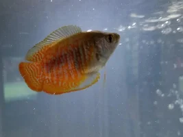 How to tell which one is a female or a male?