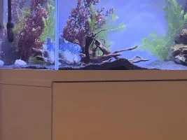 Flowerhorn ID