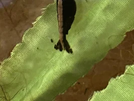 Black red cherry shrimp?