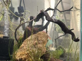 First Shrimp Setup