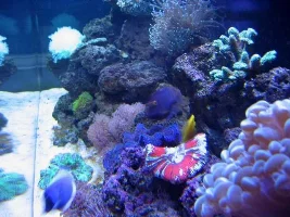 My 125 reef, step by step setup