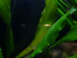 Planted Guppy Tank (54L)
