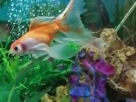 Fantail Goldfish Tails