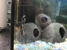 6 gallon ADF tank