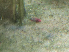 White, thick fuzzy poop and bacterial infections in my 90 gallon freshwater community tank