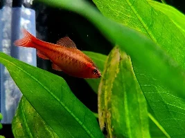 Photos of my barbs