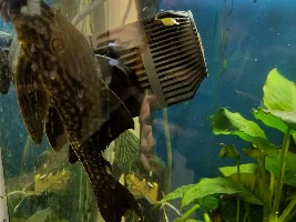 Royal Plecos comparability