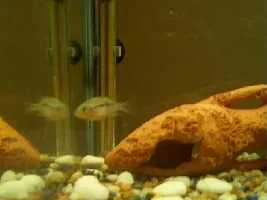 MY 20 GAL