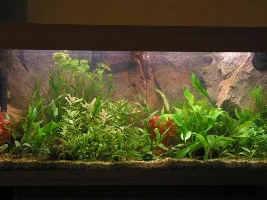 My New Rio 180 Tank