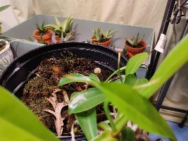 Starting to collect house plants!