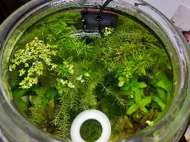 Walstad Jar