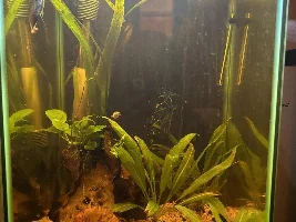 Help me fix up my aquarium
