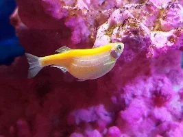 Bloated/prego/parasites in Danios?