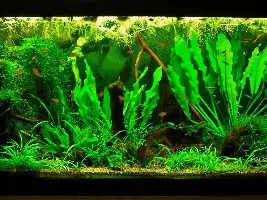 Is rotting driftwood beneficial?