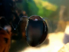 Can i have a L066 AND and bristlenose