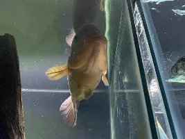 Flowerhorn or Red Terror