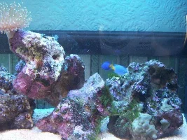 New coral and starfish