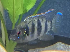 F.O.M.L. Fish Of My Life……photo list of happiness