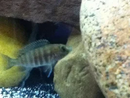Former Newbie's African Cichlid Experience