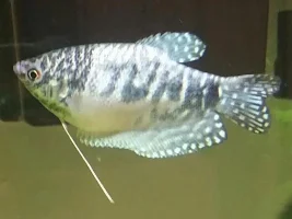 Iridovirus? Help