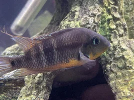 Sexing Firemouth?