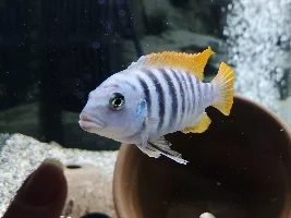 New to this forum but needing help with disease please
