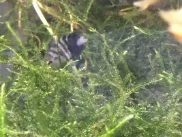 Fish cut in half but seems fine??