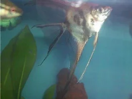New L014 Plec And Angelfish